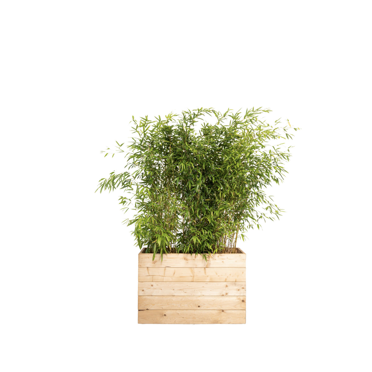 Bambou 100/150cm Ht en jardinières