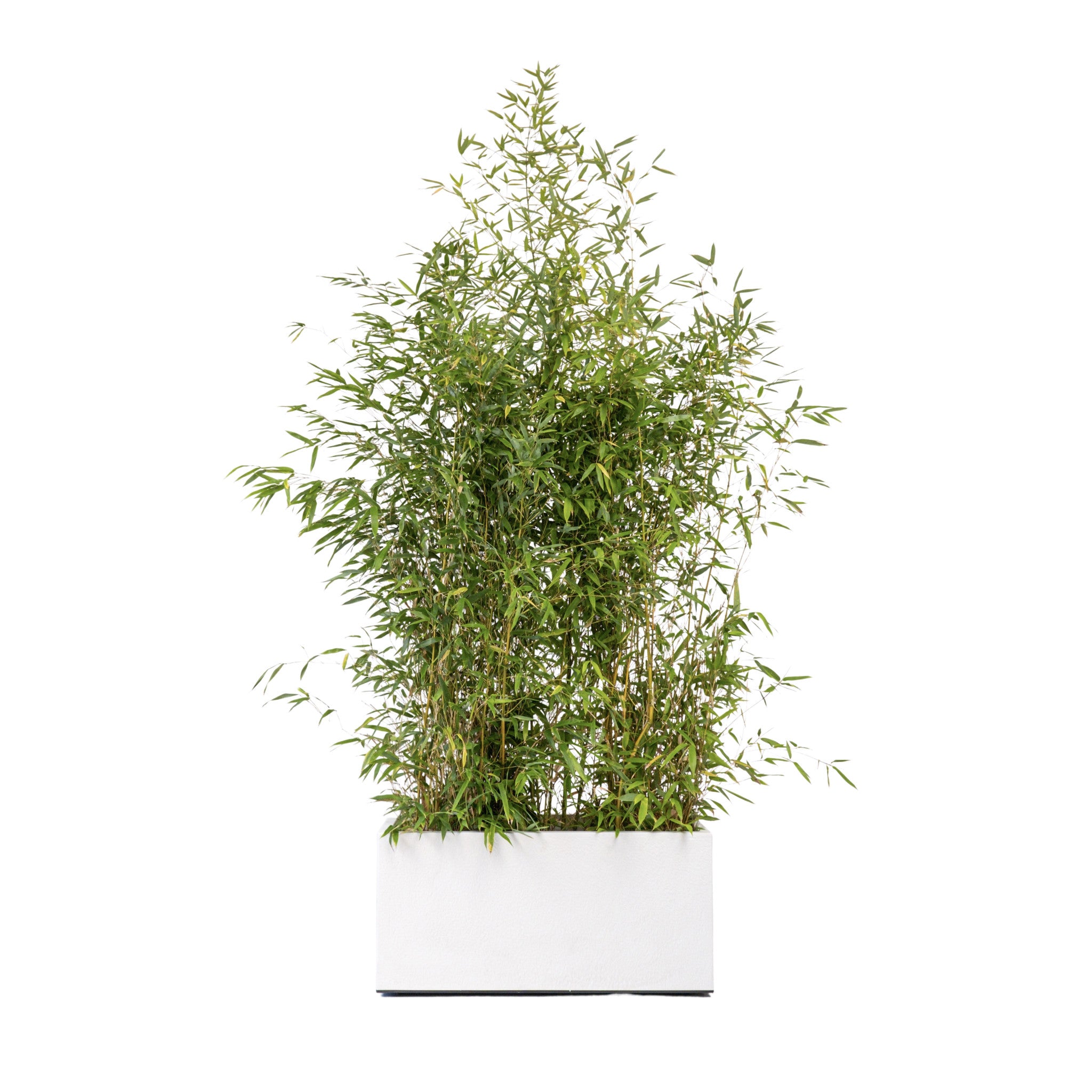 Bambou 100/150cm Ht en jardinières