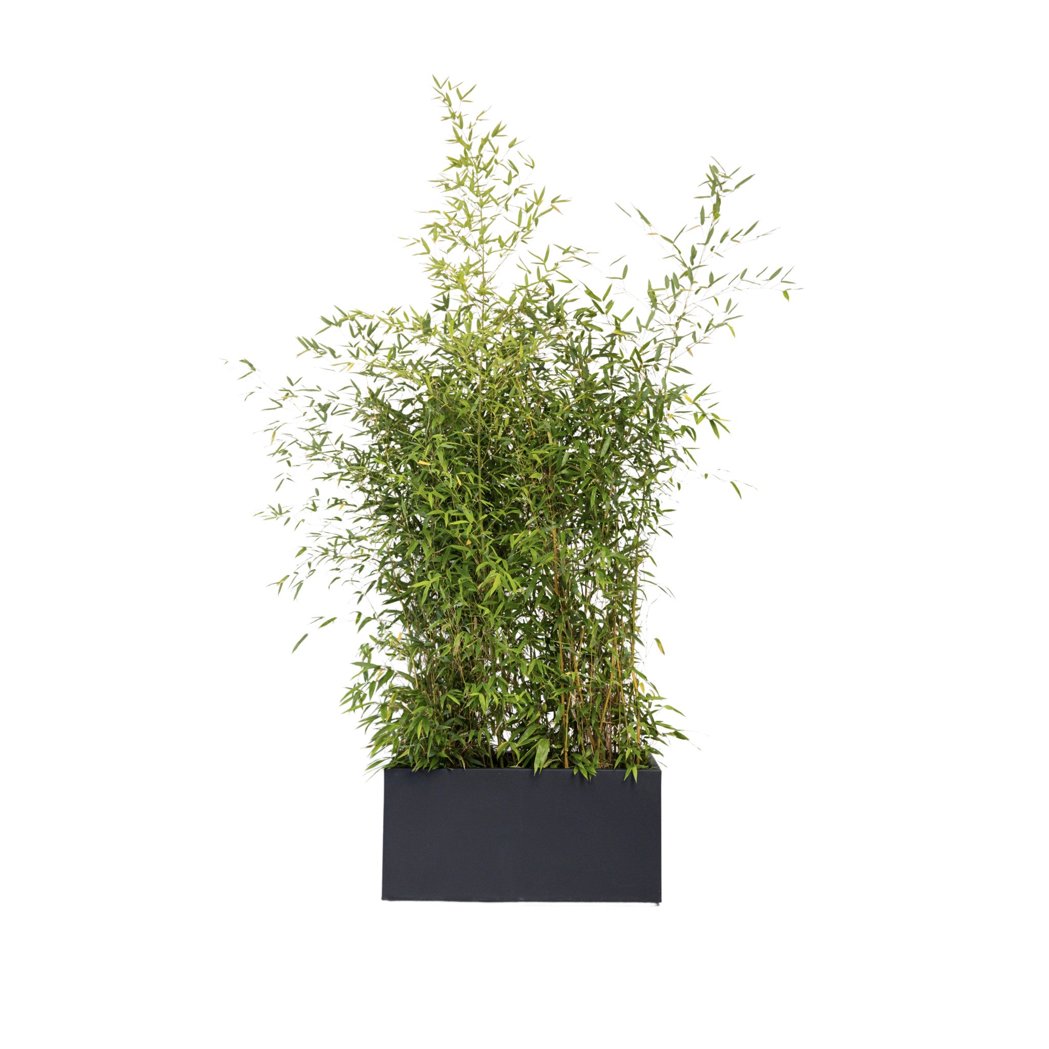Bambou 100/150cm Ht en jardinières