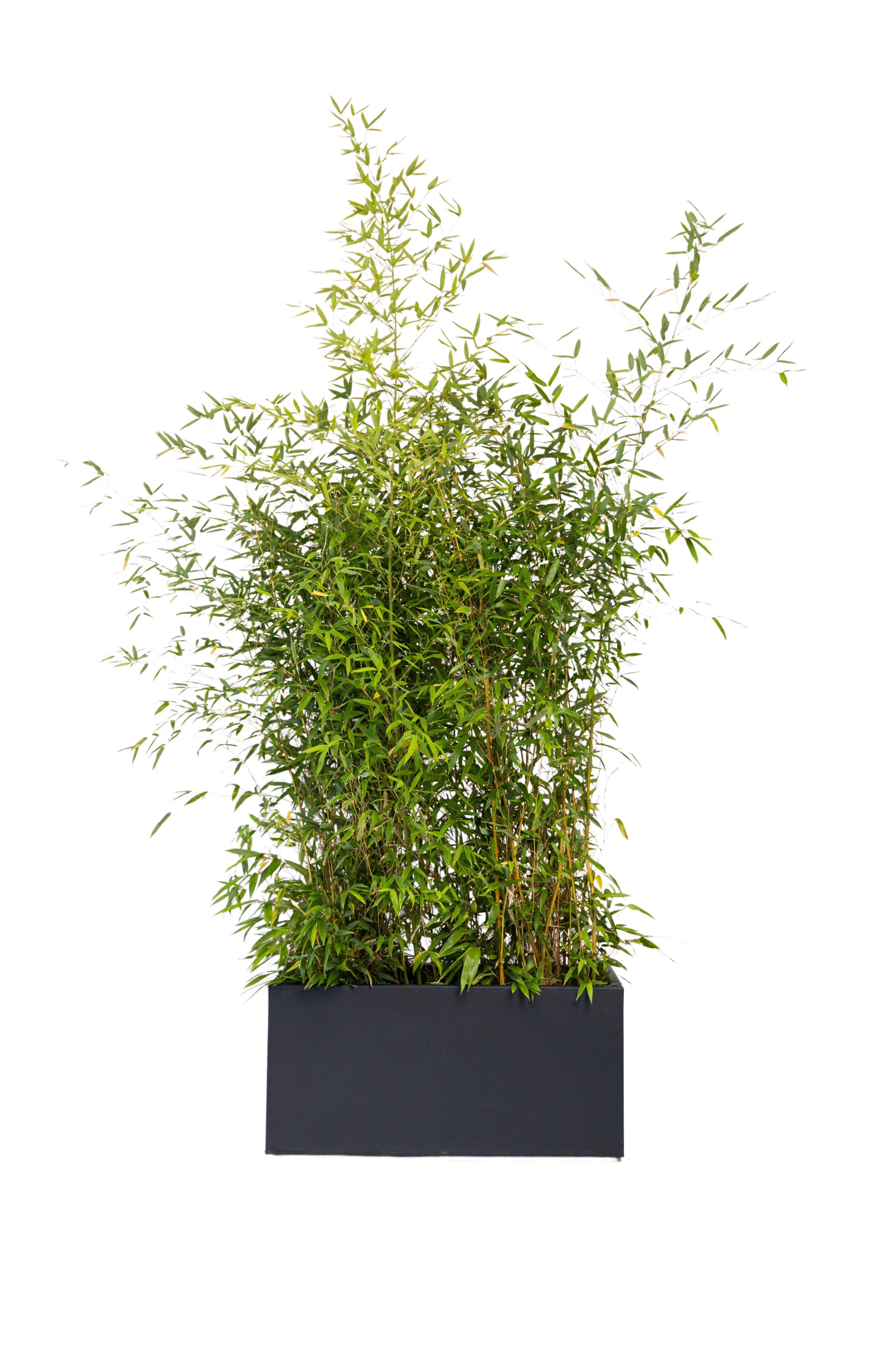 Bambou 100/150cm Ht en jardinières