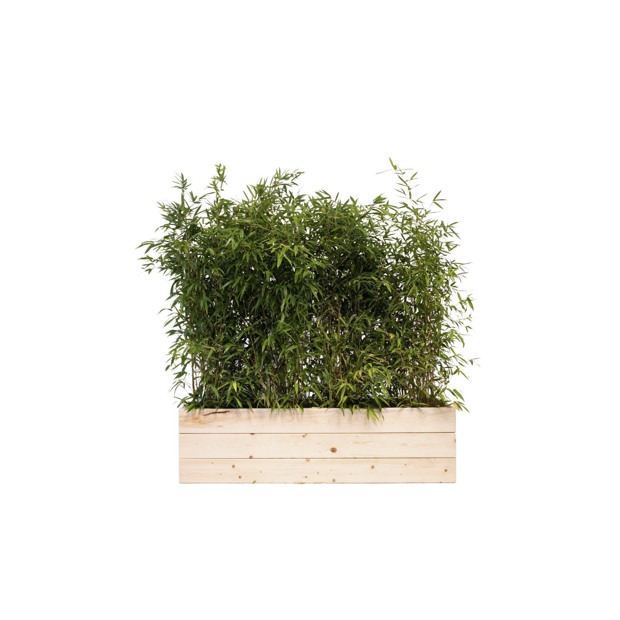 Bambou 100/150cm Ht en jardinières