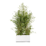 Bambou 175-200 cm Ht en jardinières