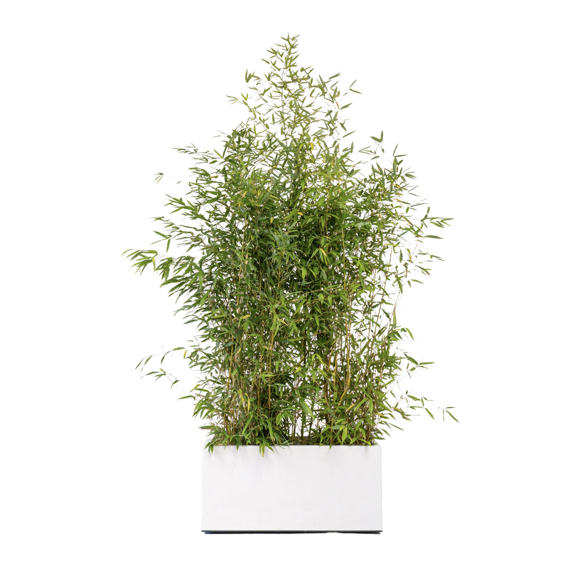Bambou 175-200 cm Ht en jardinières