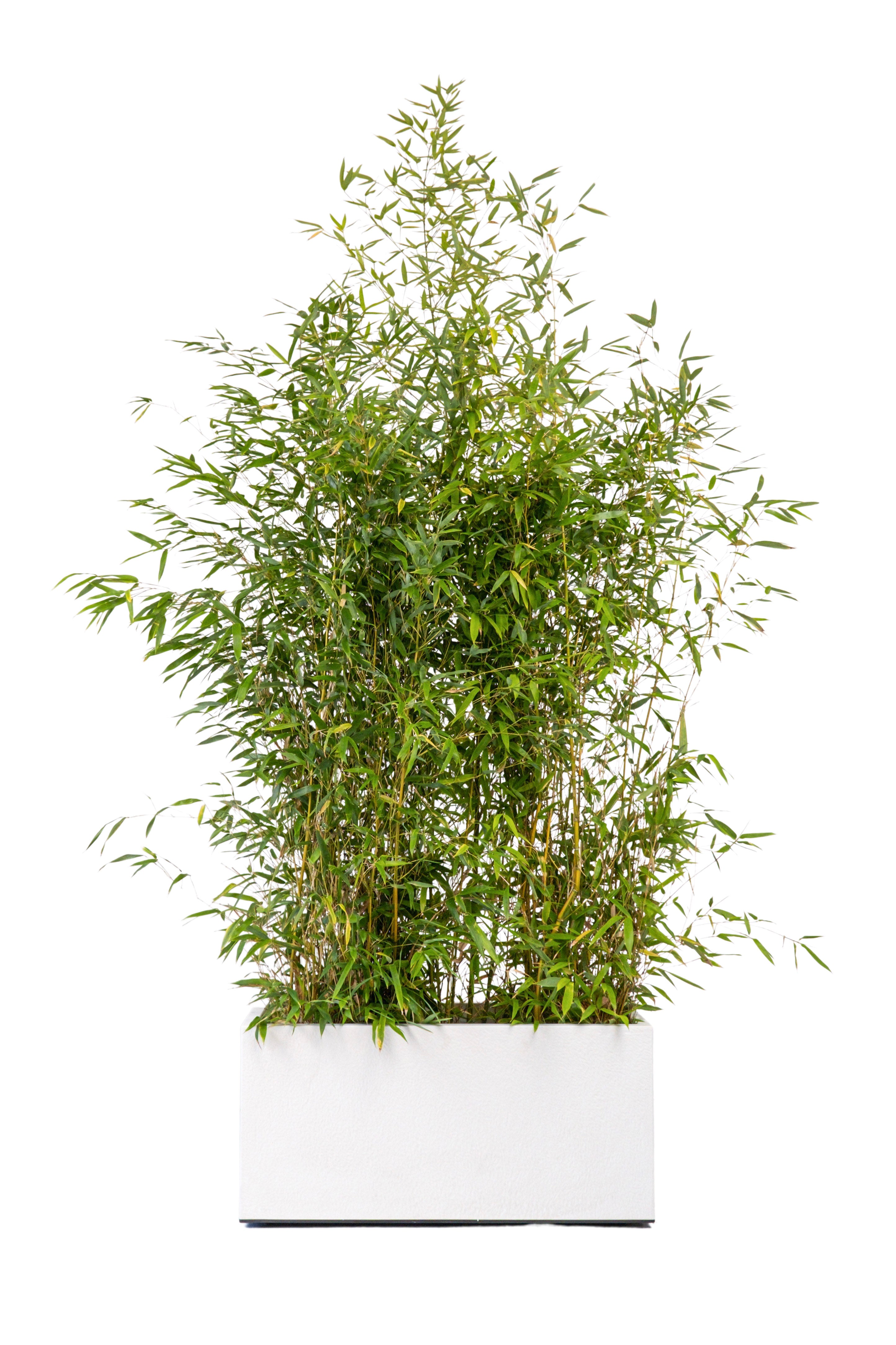 Bambou 175-200 cm Ht en jardinières