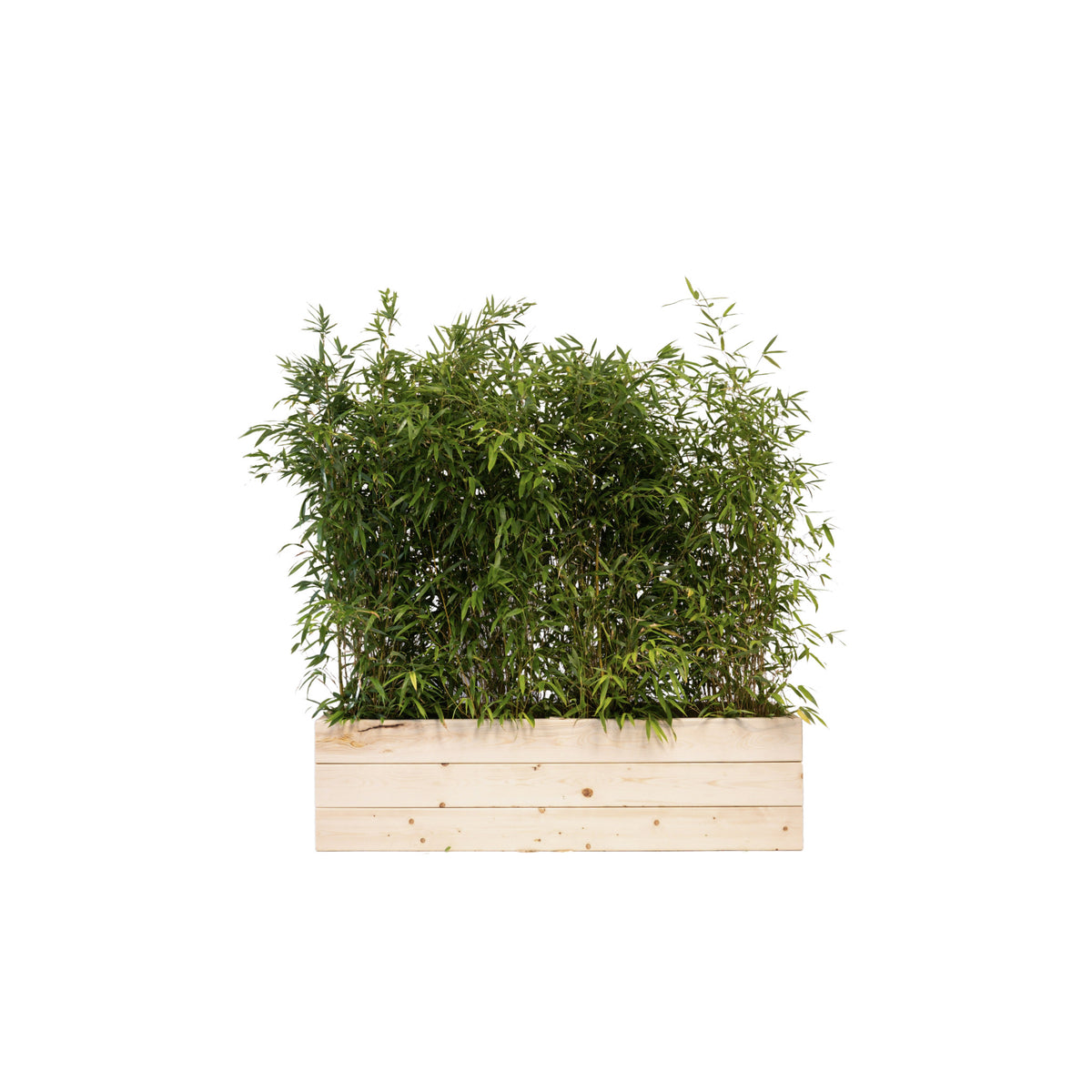 Bambou 175-200 cm Ht en jardinières