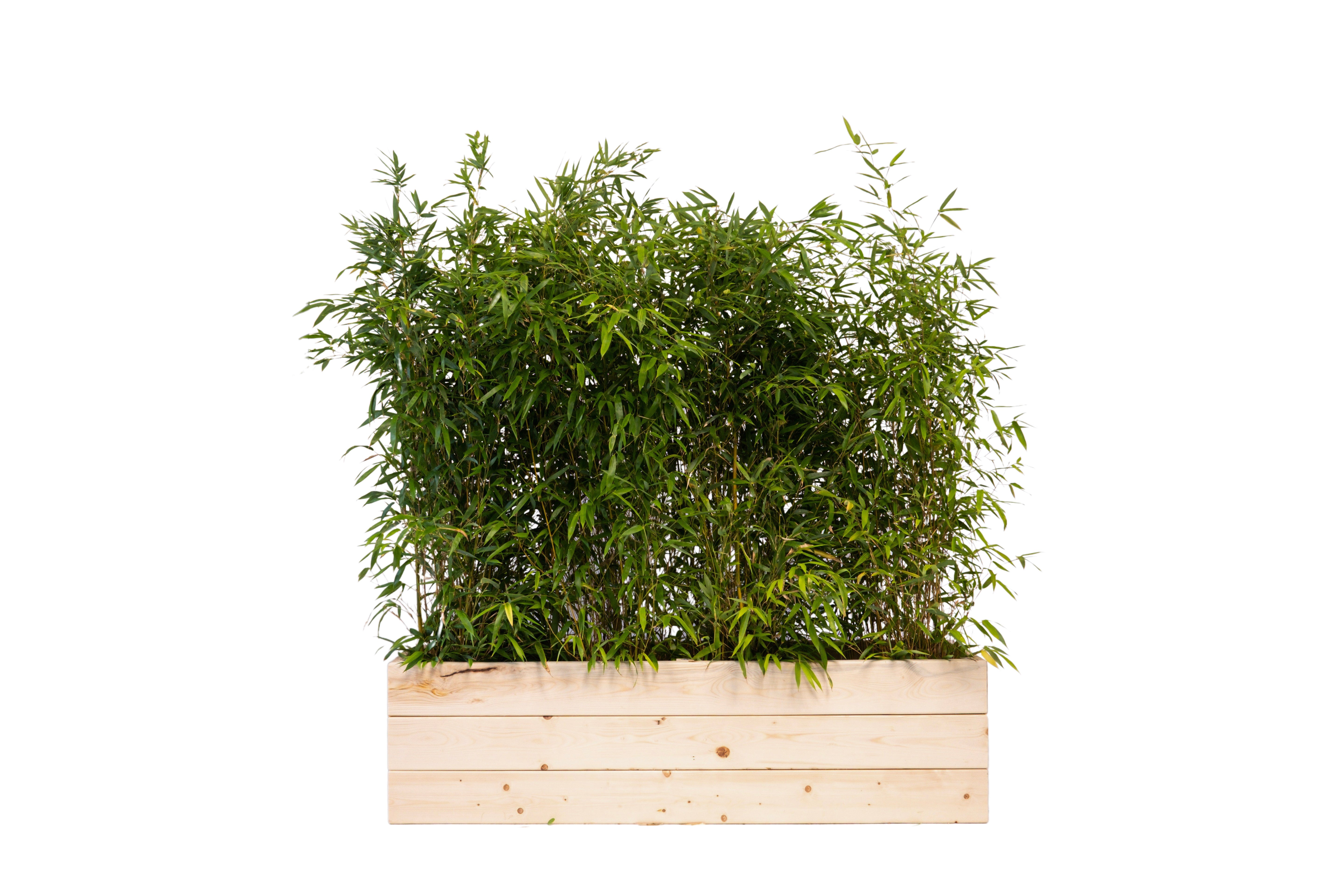 Bambou 175-200 cm Ht en jardinières