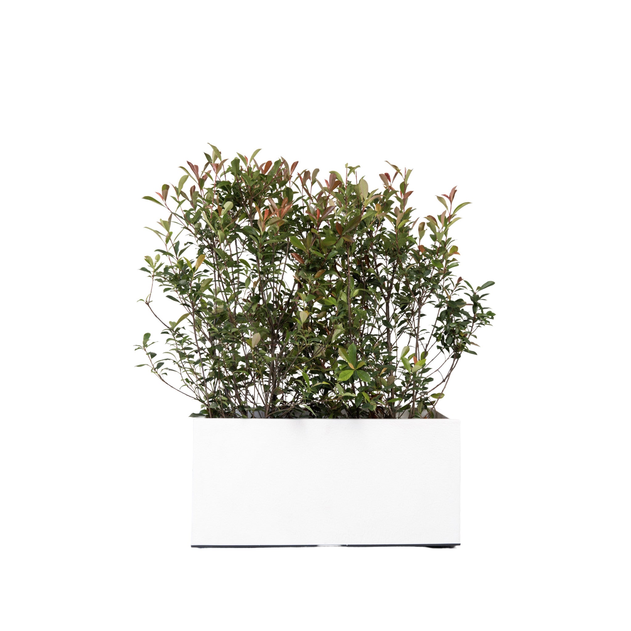 Photinia Buisson 100/150 cm Ht en jardinière