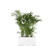 Kentia 150/175cm Ht en jardinière