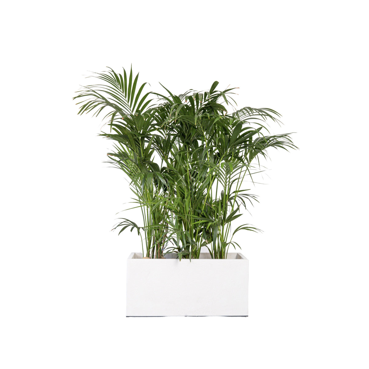 Kentia 150/175cm Ht en jardinière