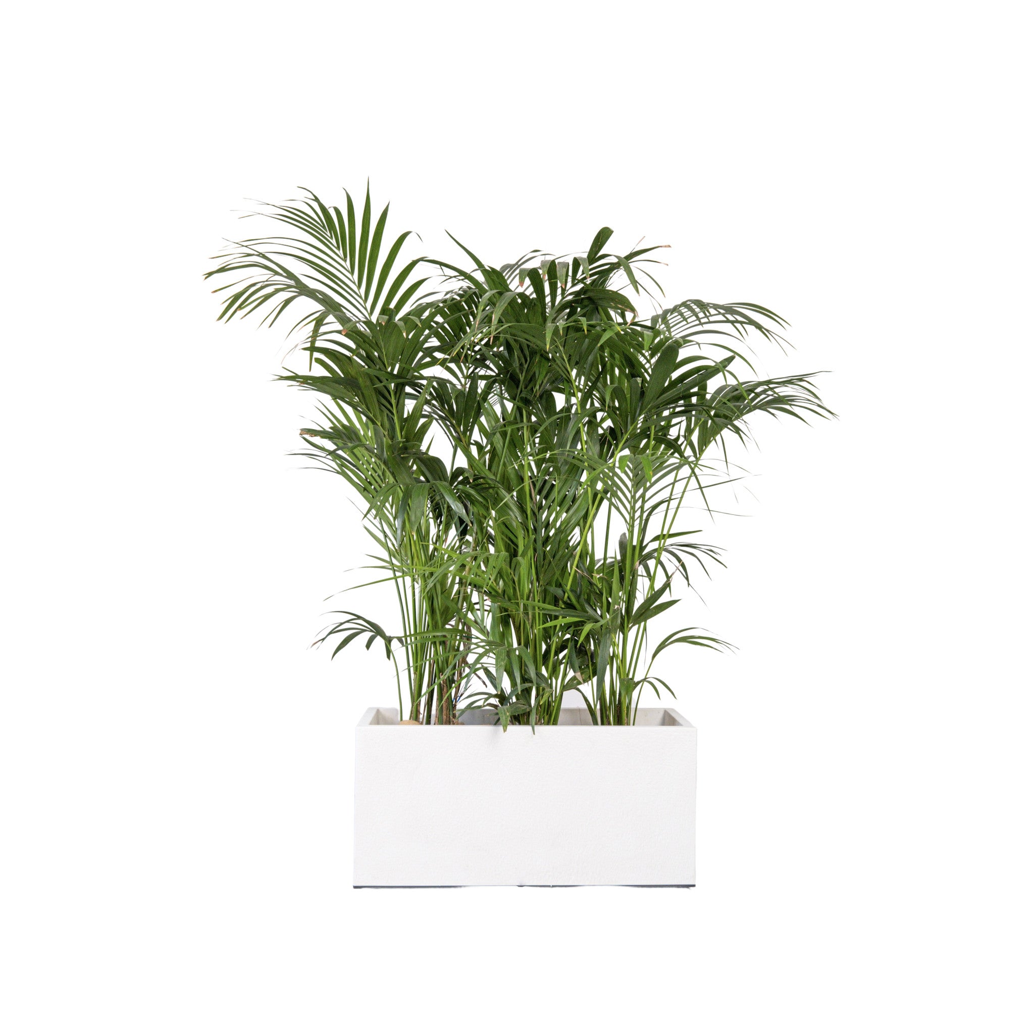 Kentia 150/175cm Ht en jardinière