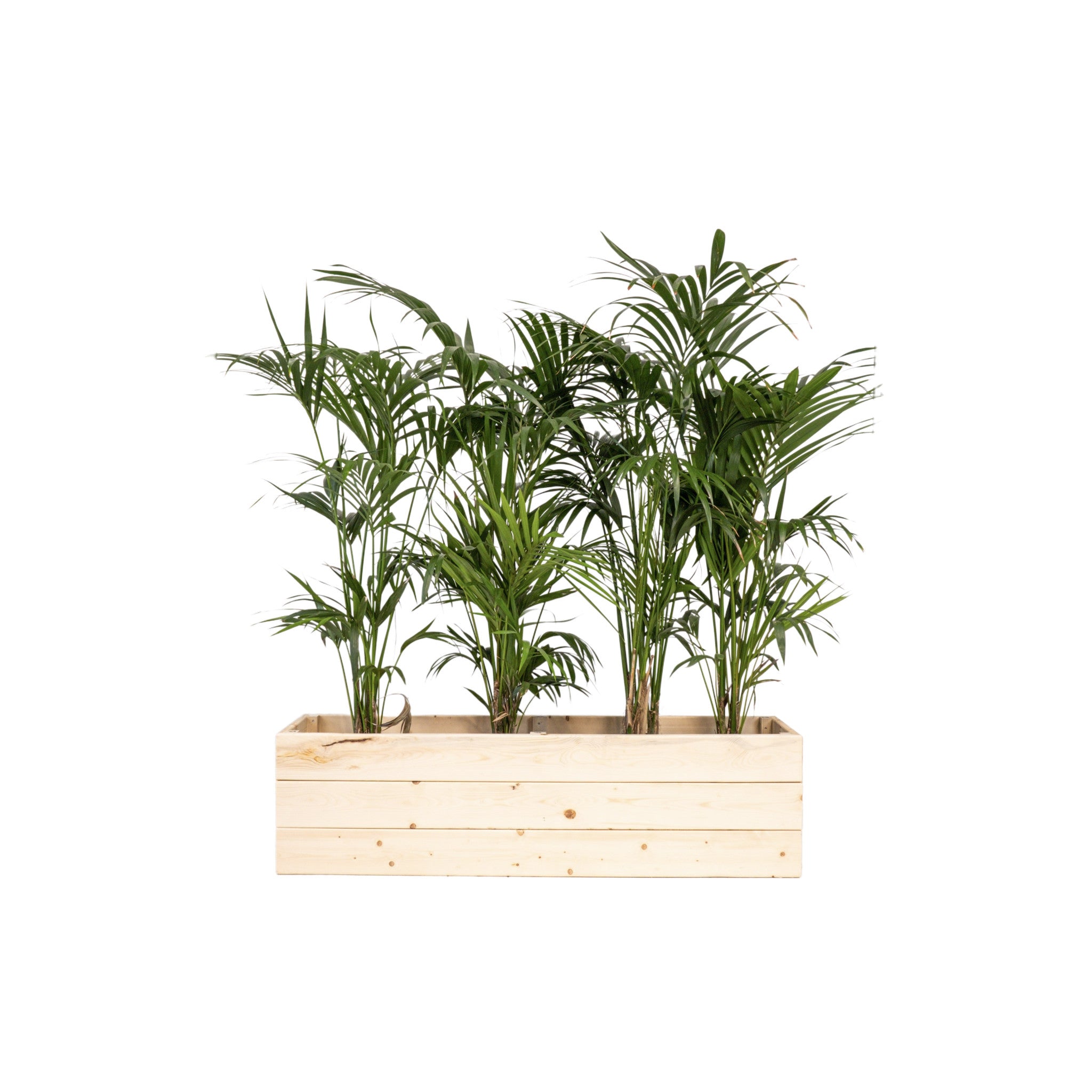 Kentia 150/175cm Ht en jardinière