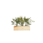 Chamaerops humilis 100/150cm Ht en jardinière