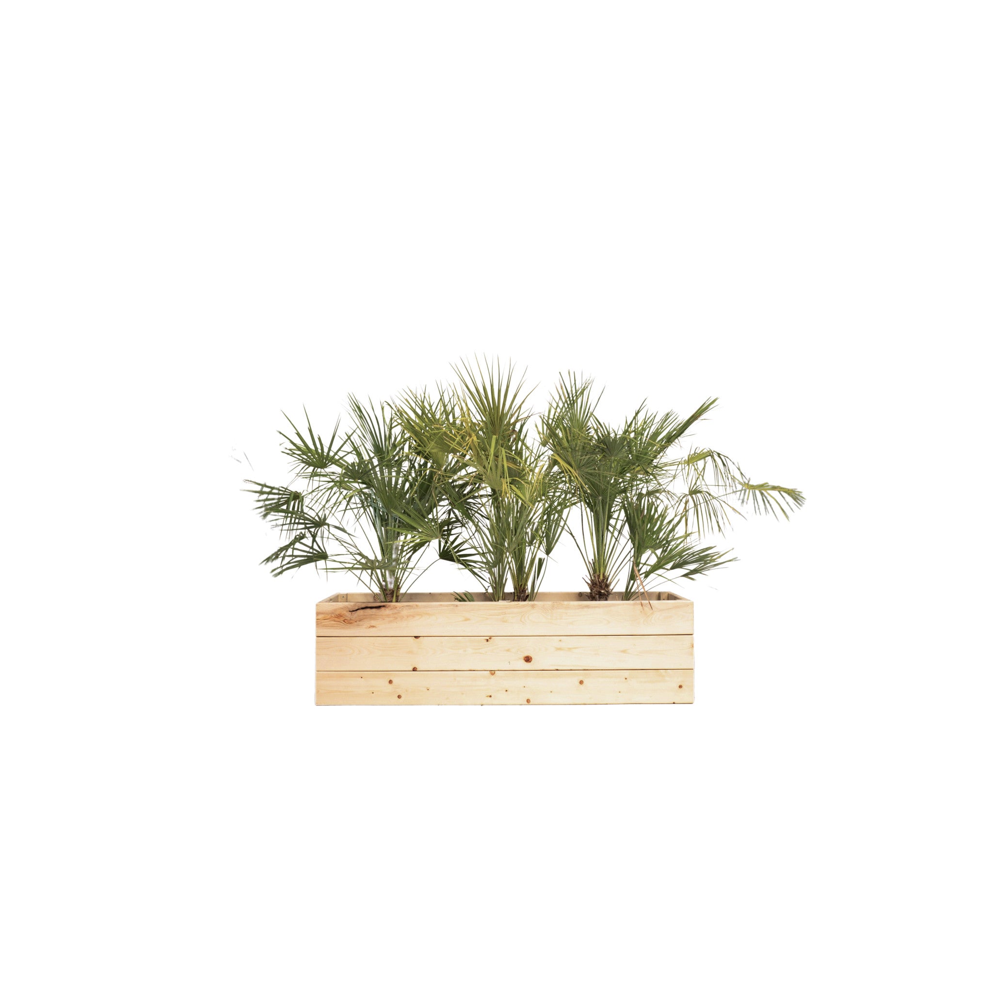 Chamaerops humilis 100/150cm Ht en jardinière