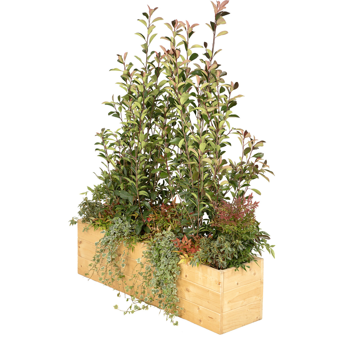 Composition plantes champêtre jardinière/bois