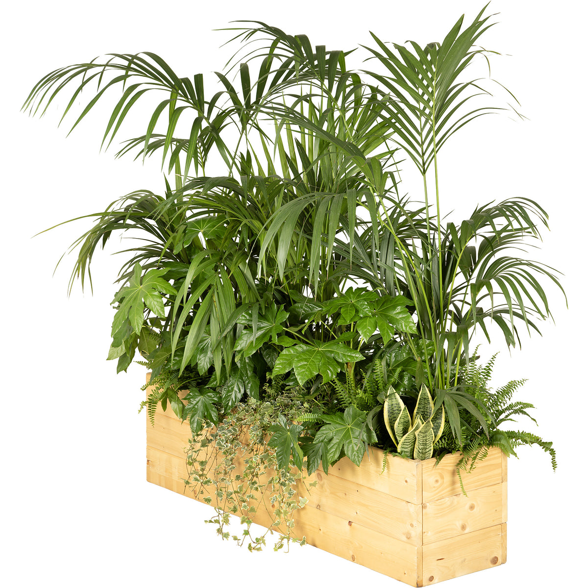 Composition plantes exotique jardinière/bois