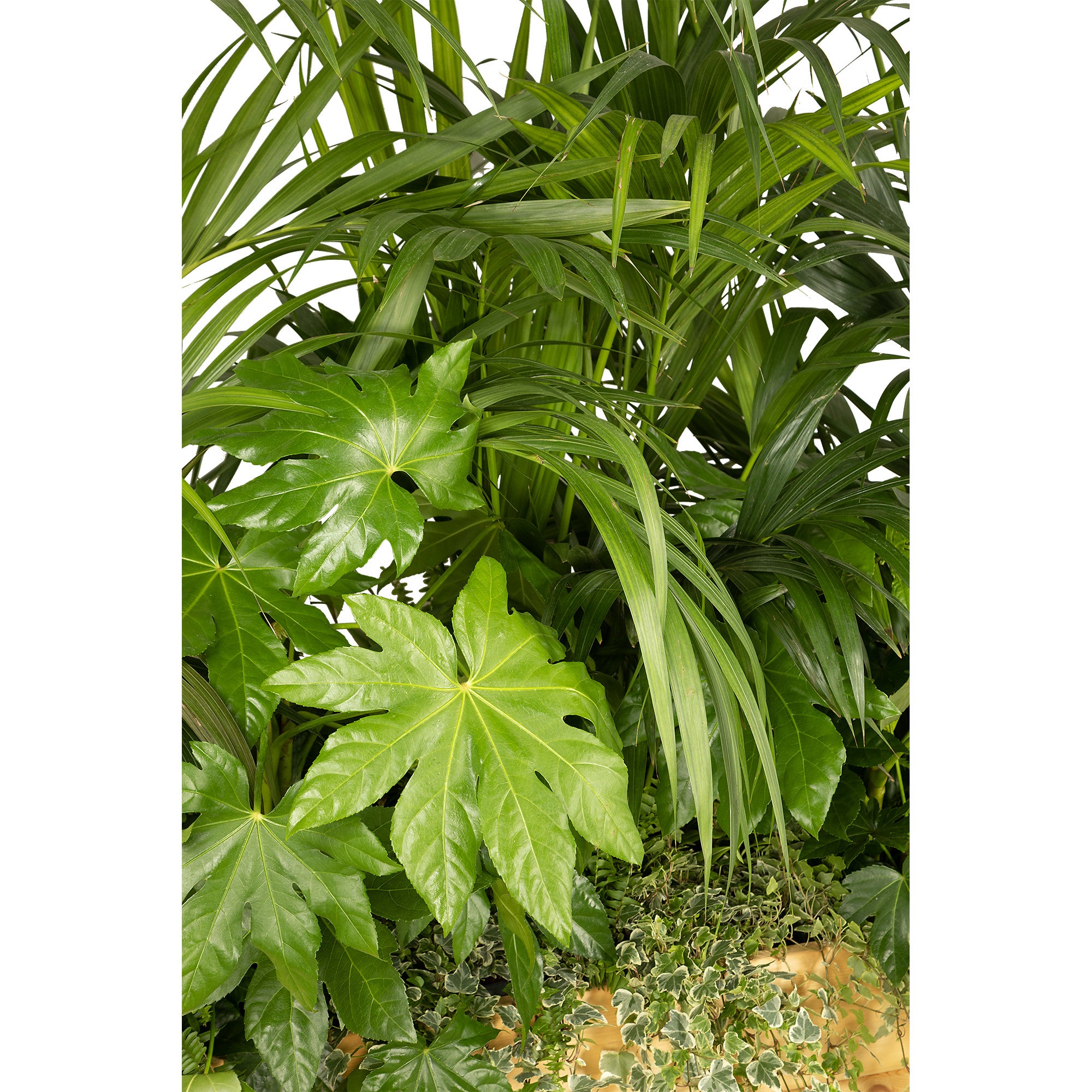 Composition plantes exotique jardinière/bois