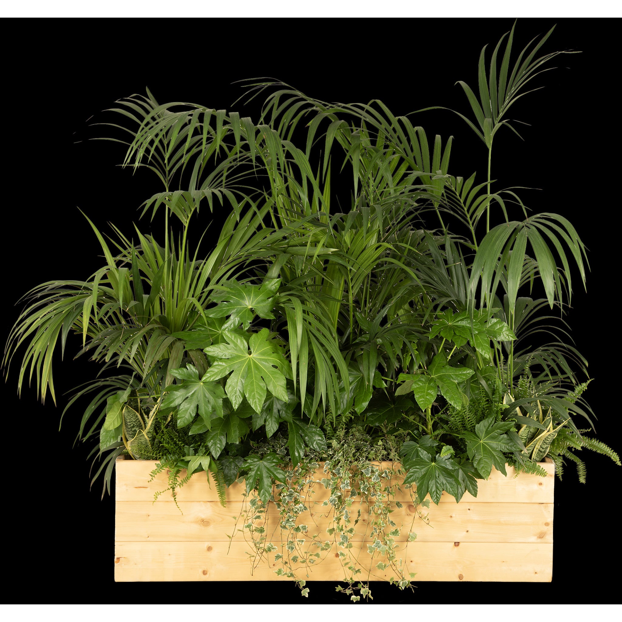 Composition plantes exotique jardinière/bois