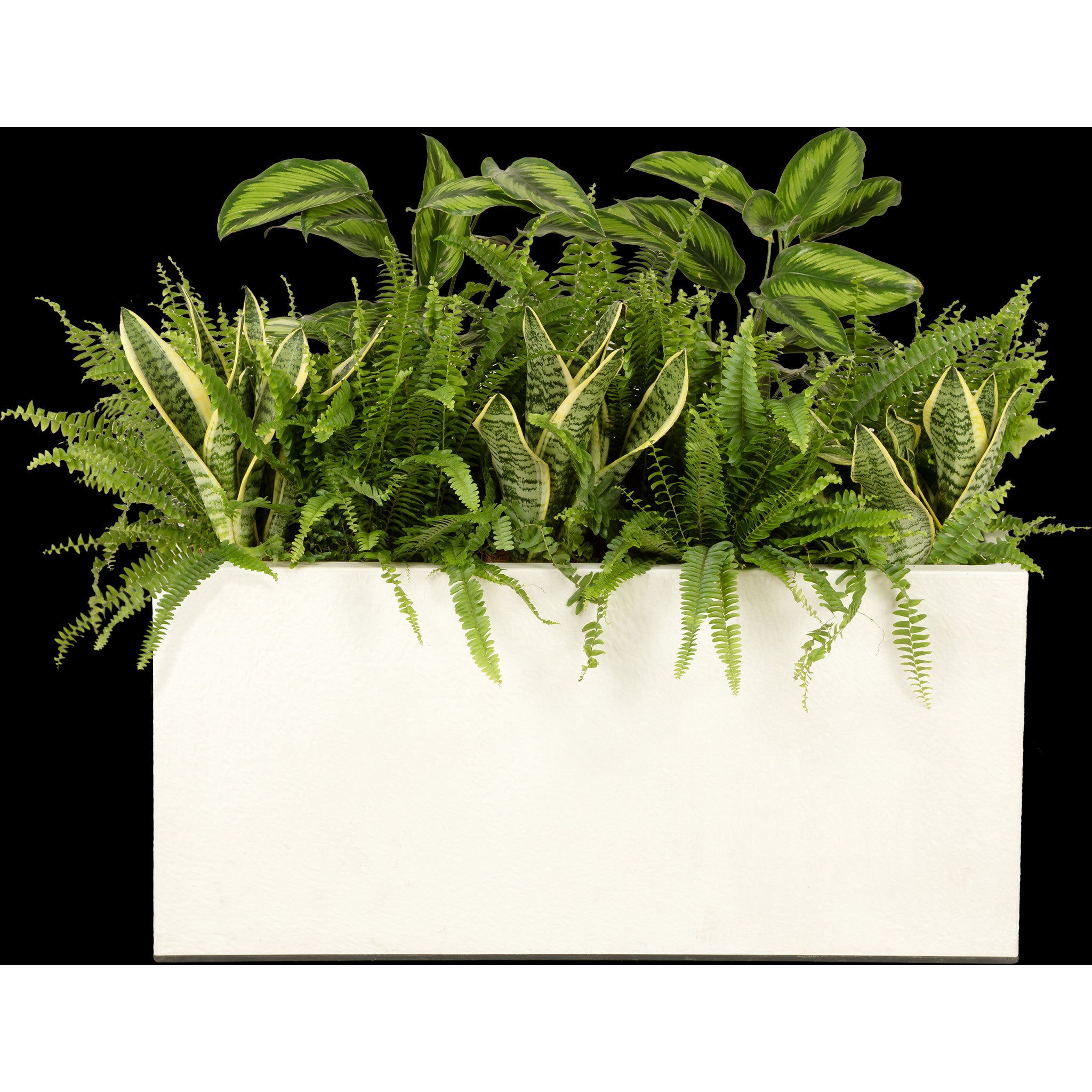 Composition plantes exotique