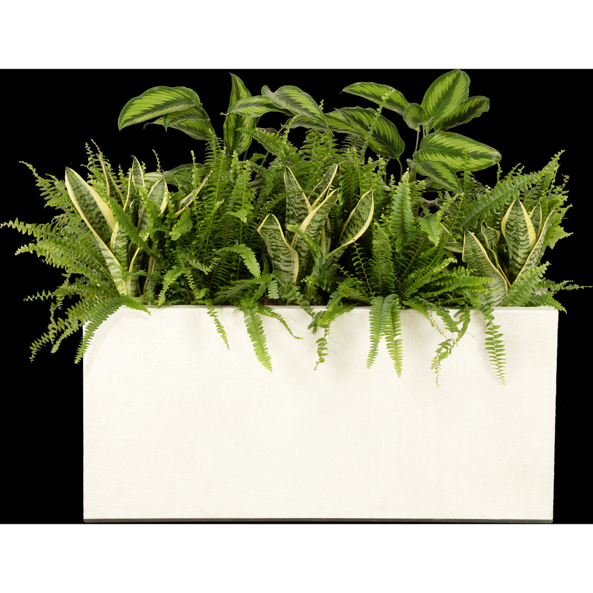 Composition plantes exotiques au m/l