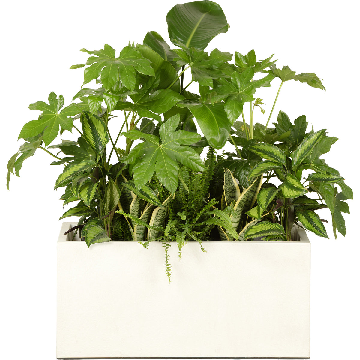 Composition plantes exotiques au m/l