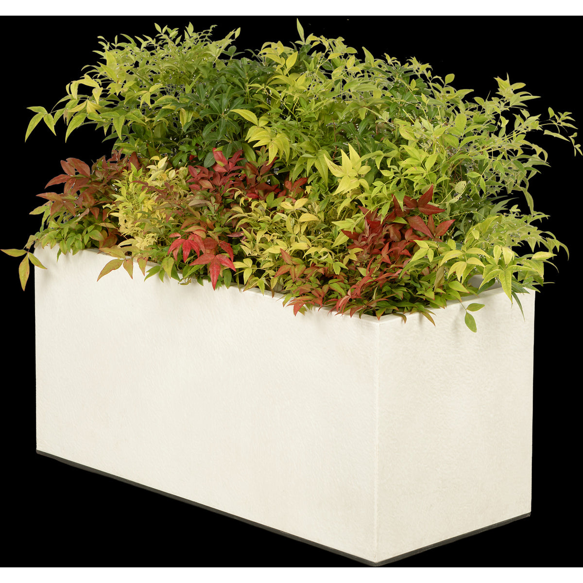 Composition plantes champêtre au m/l