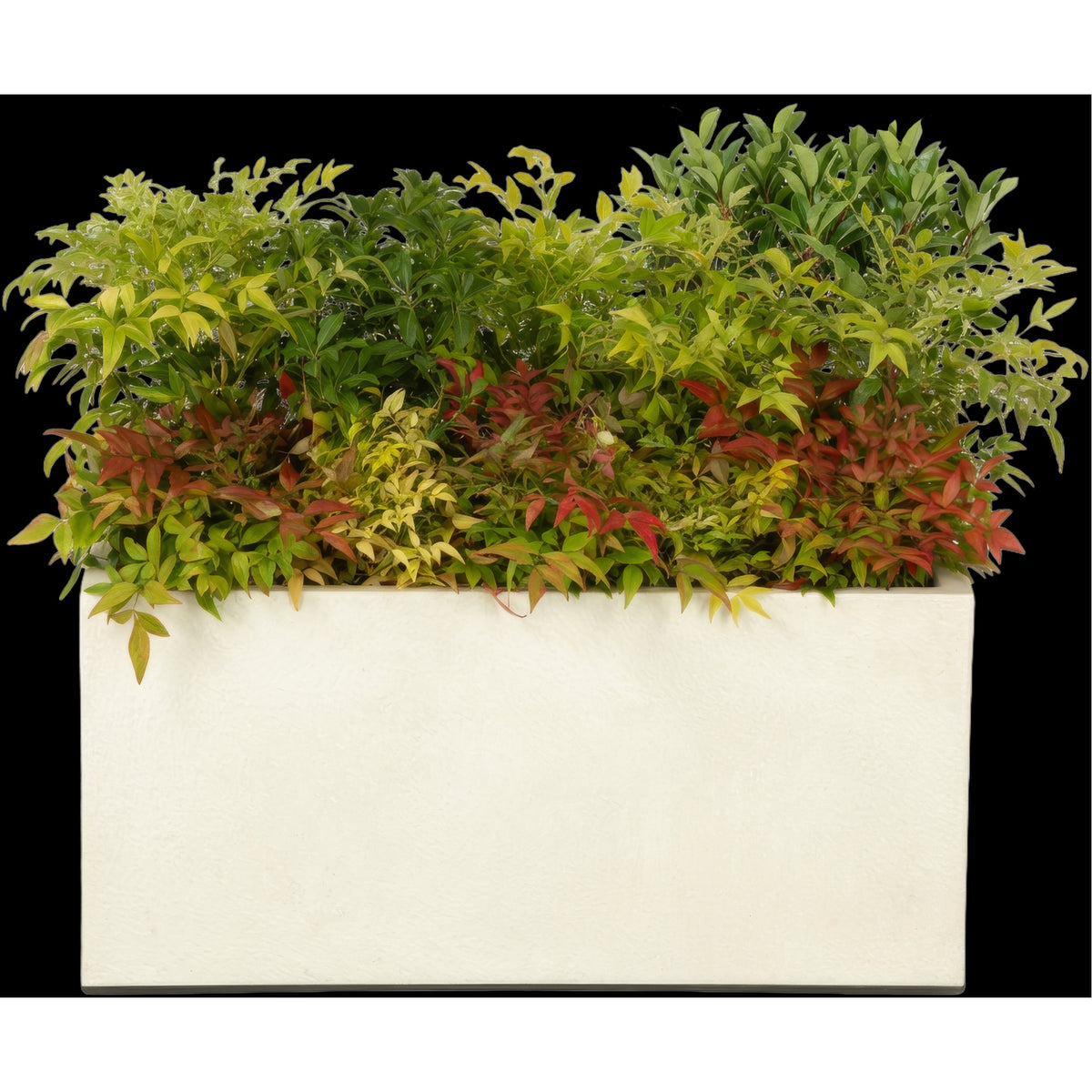 Composition plantes champêtre au m/l
