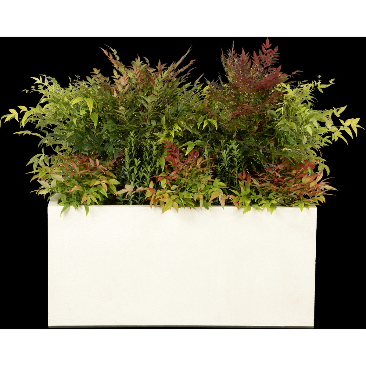 Composition plantes champêtre au m/l
