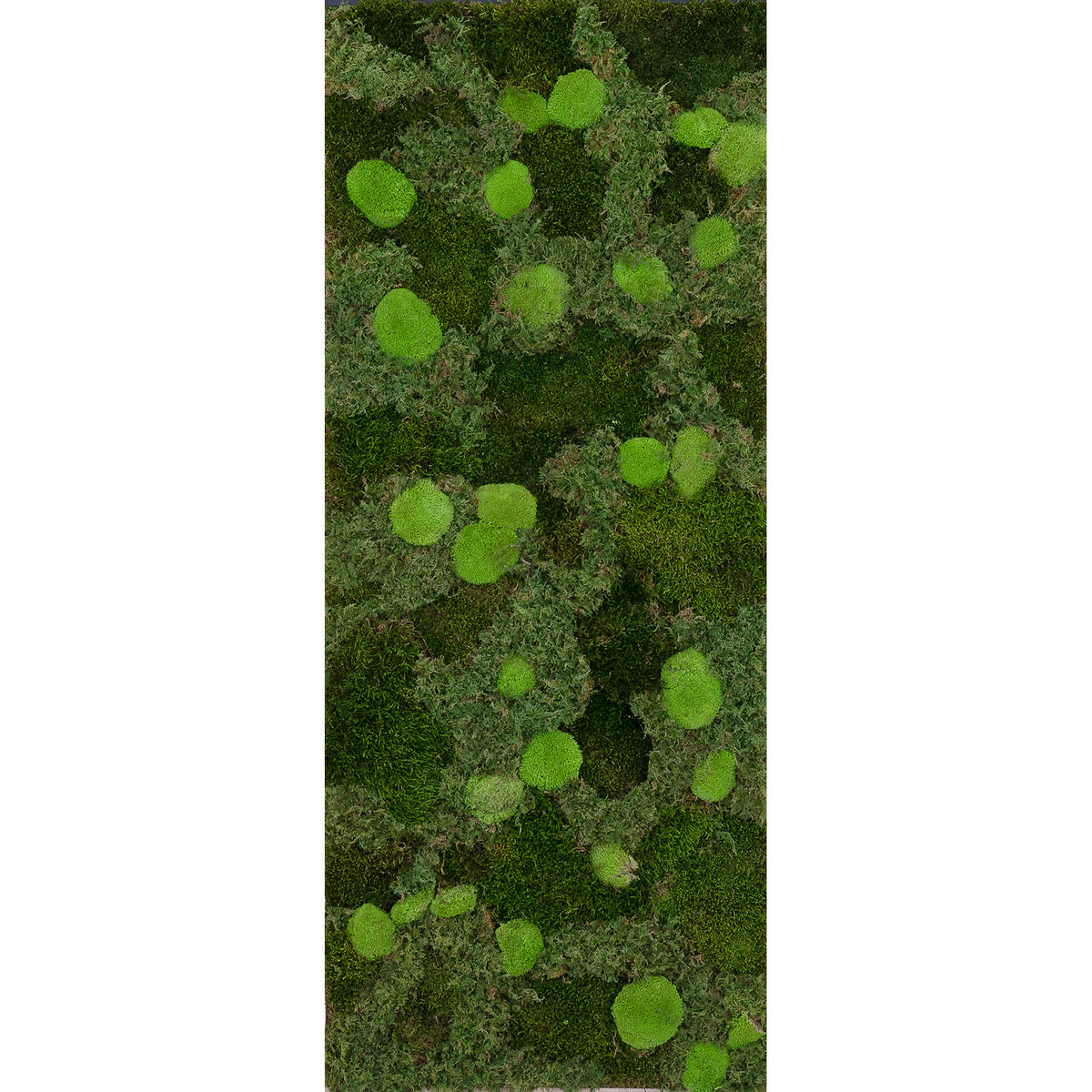 Tableau végétal en mousse stabilisée au m2