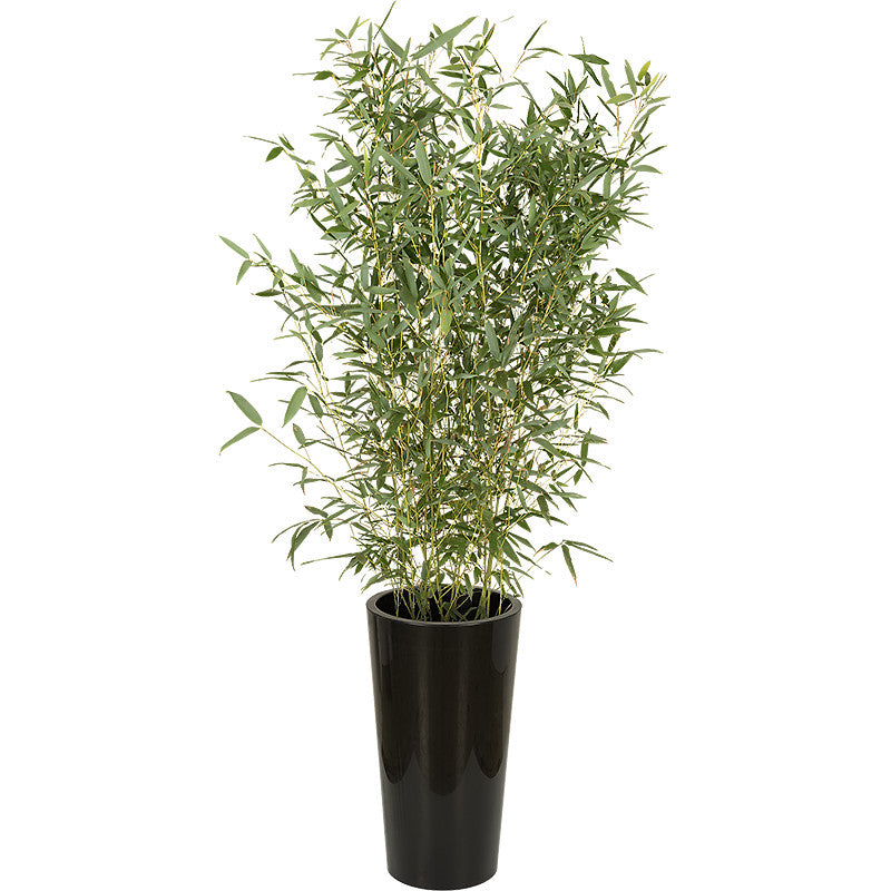 Plante bambou 100/150cm