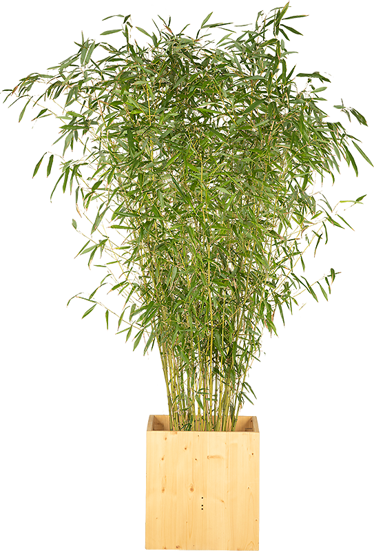 Plante bambou 175/200cm Ht