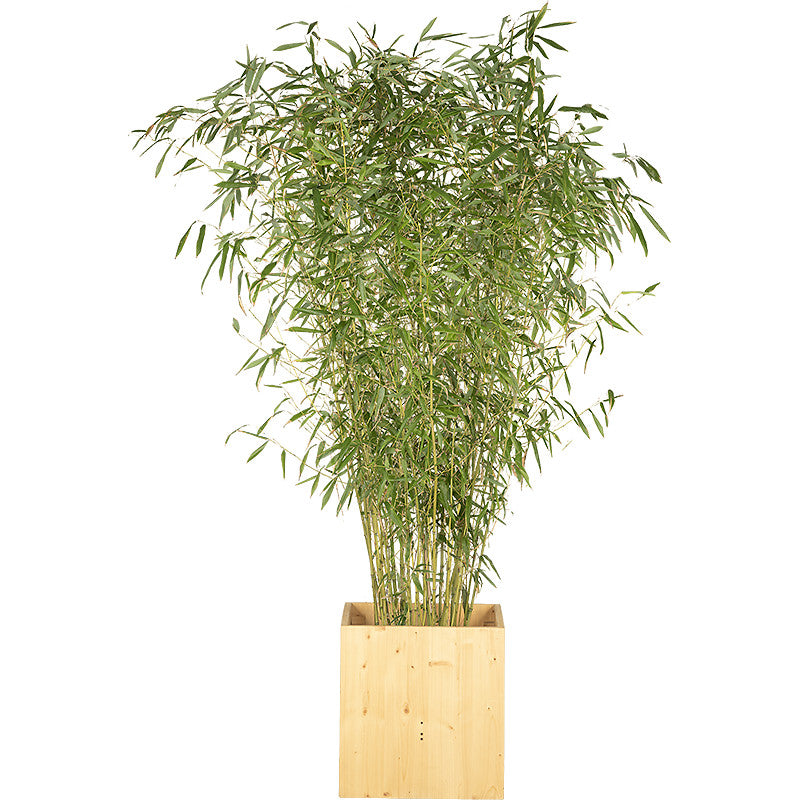 Plante bambou 175/200cm Ht