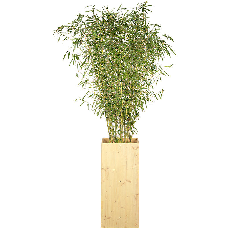 Plante bambou 175/200cm Ht
