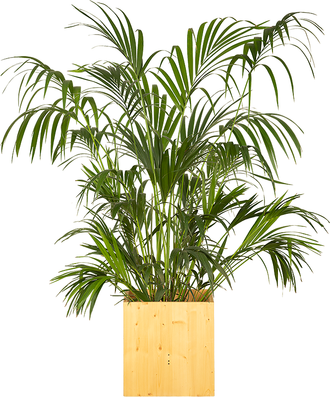Kentia 150/175cm Ht