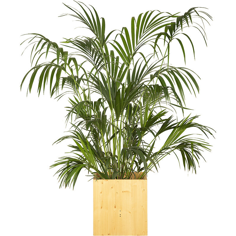 Kentia 150/175cm Ht