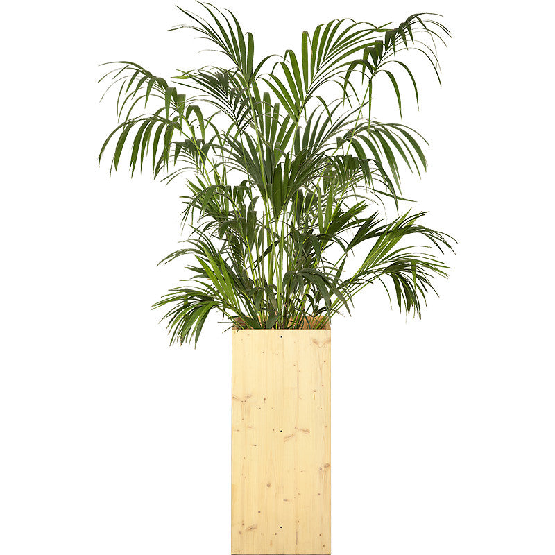 Kentia 150/175cm Ht