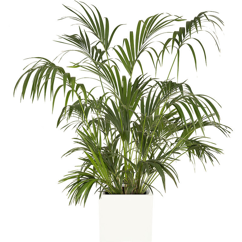 Kentia 150/175cm Ht