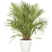 Chamaerops humilis - 100/150cm Ht
