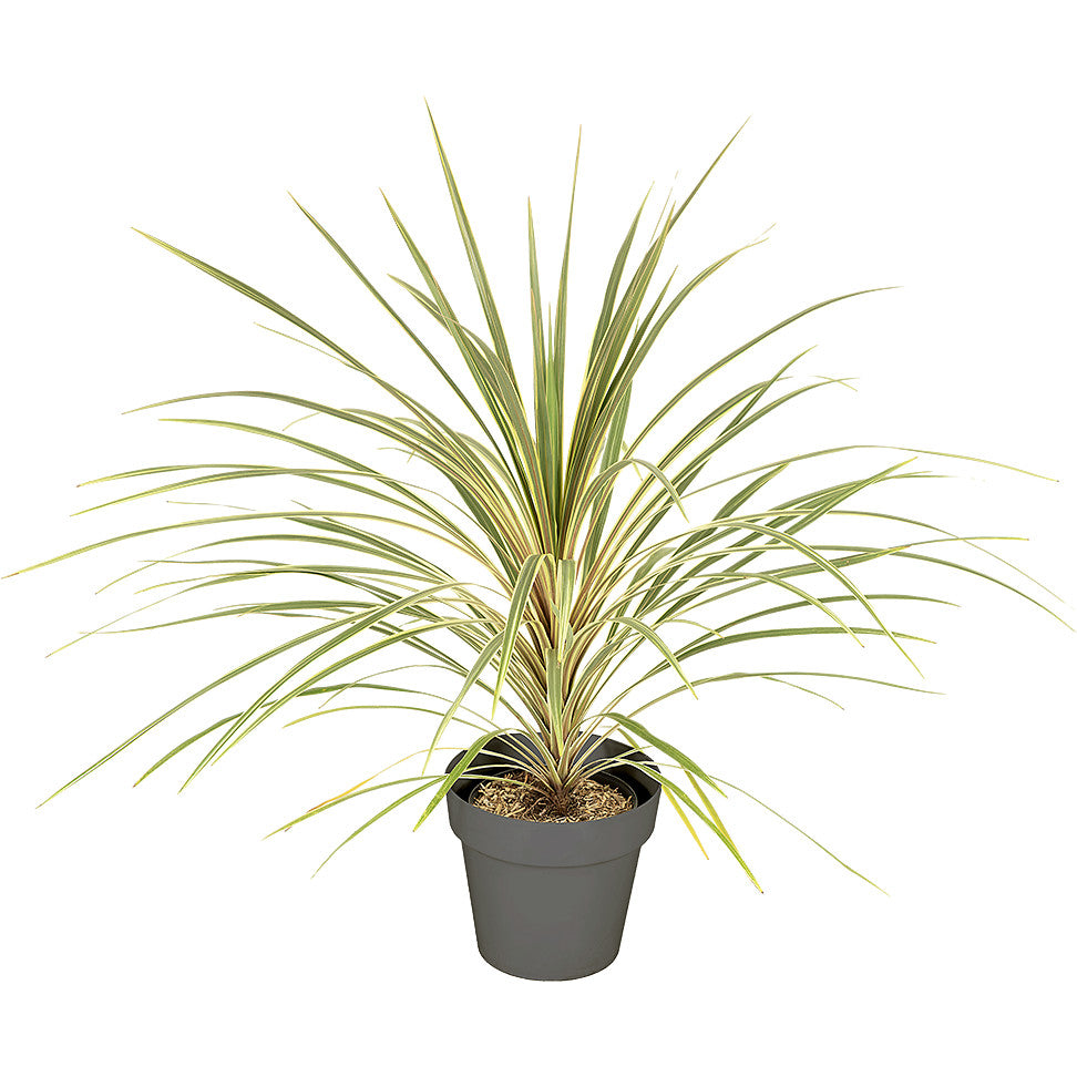 Cordyline verte 80/100cm Ht