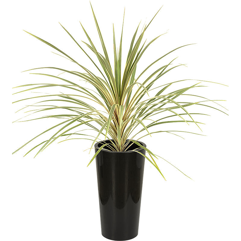 Cordyline verte 80/100cm Ht