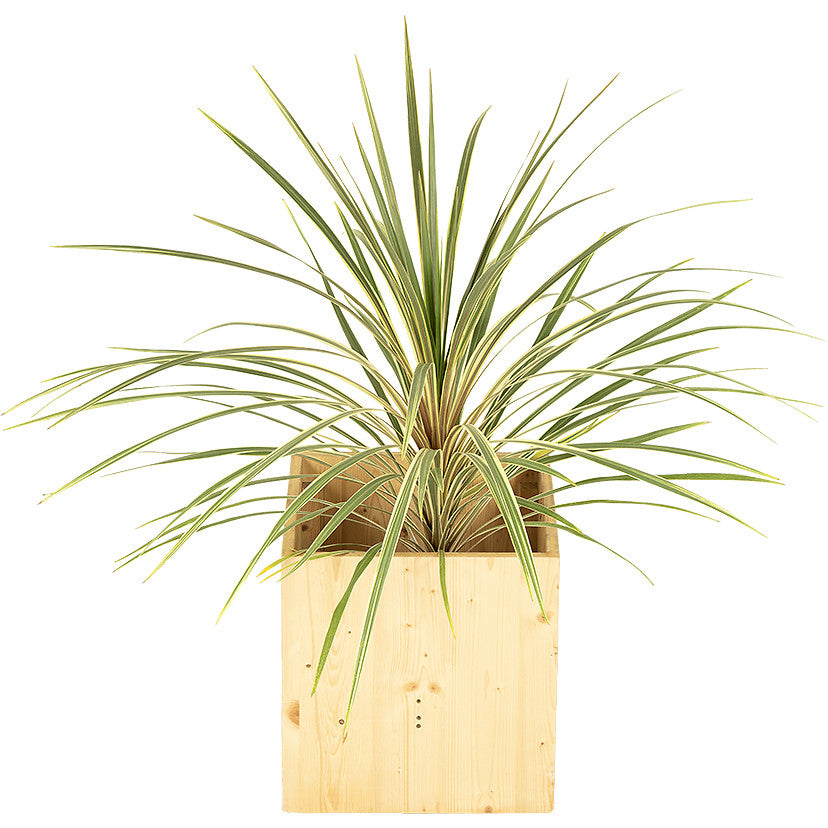 Cordyline verte 80/100cm Ht