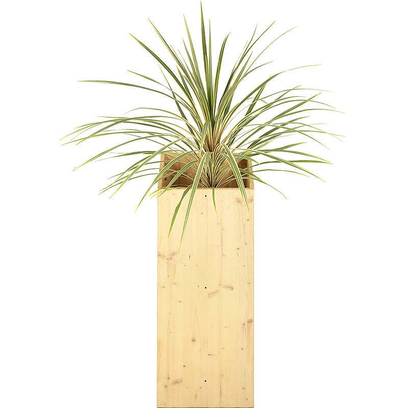 Cordyline verte 80/100cm Ht