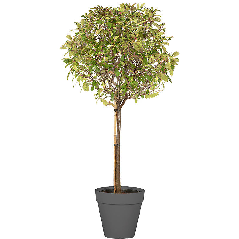 Photinia tige boule 150/175cm Ht :