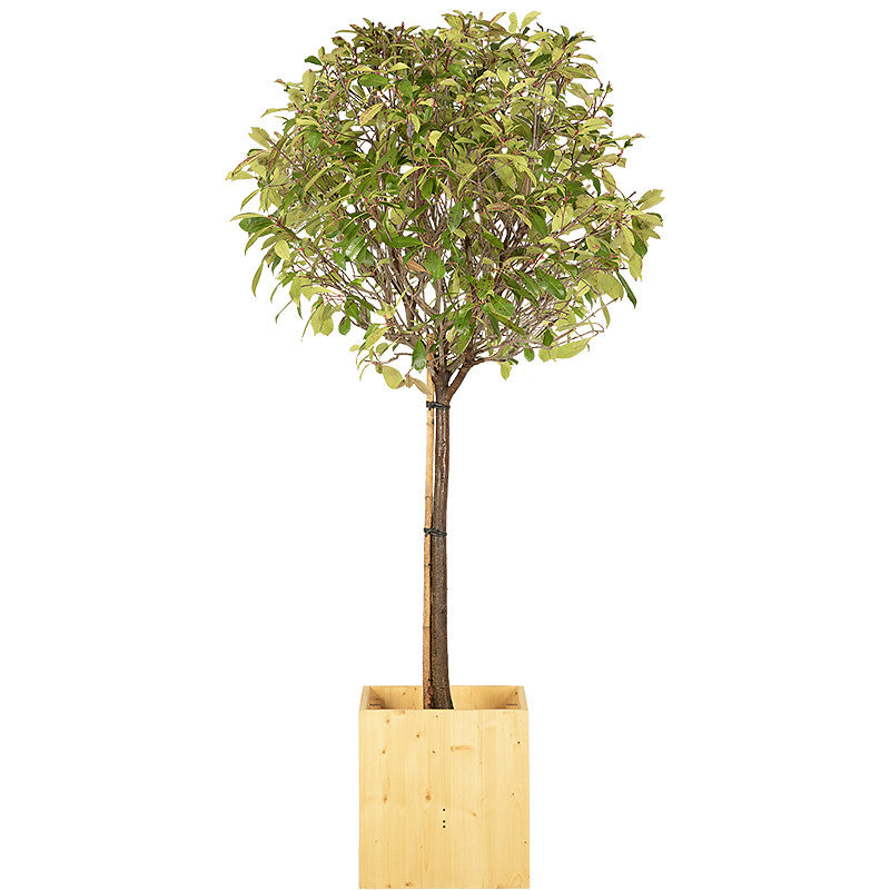 Photinia tige boule 150/175cm Ht :