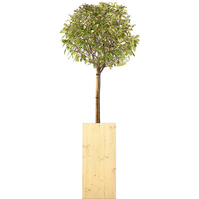 Photinia tige boule 150/175cm Ht :