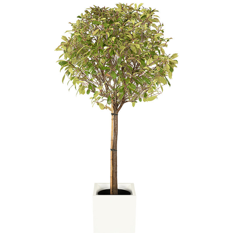 Photinia tige boule 150/175cm Ht :