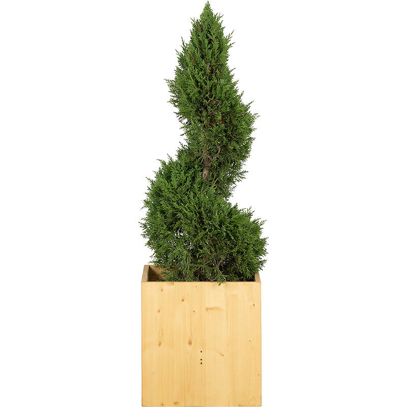 Cupressus Spirale - 150cm Ht