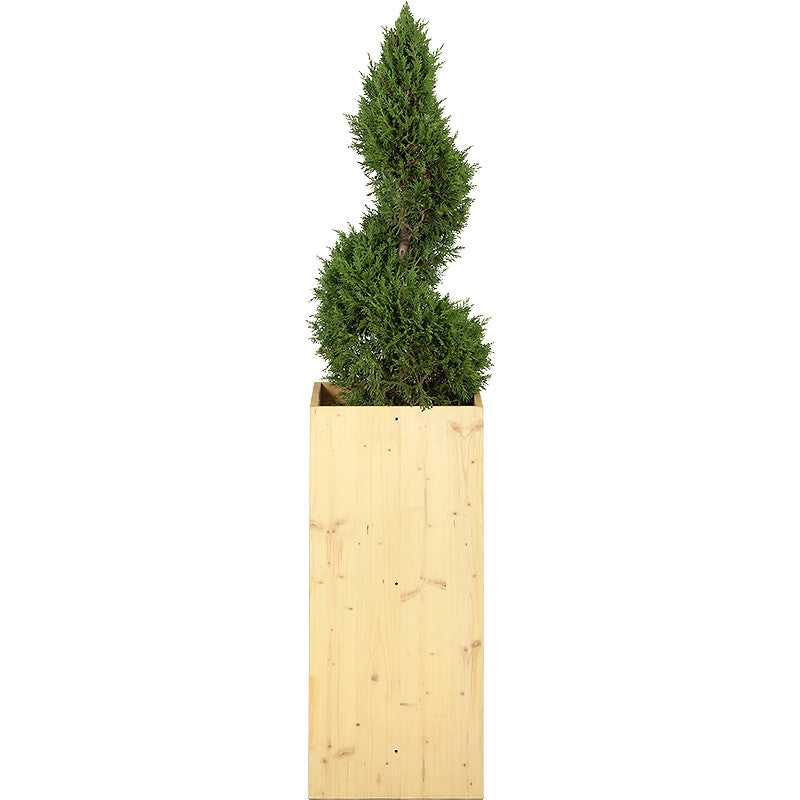 Cupressus Spirale - 150cm Ht