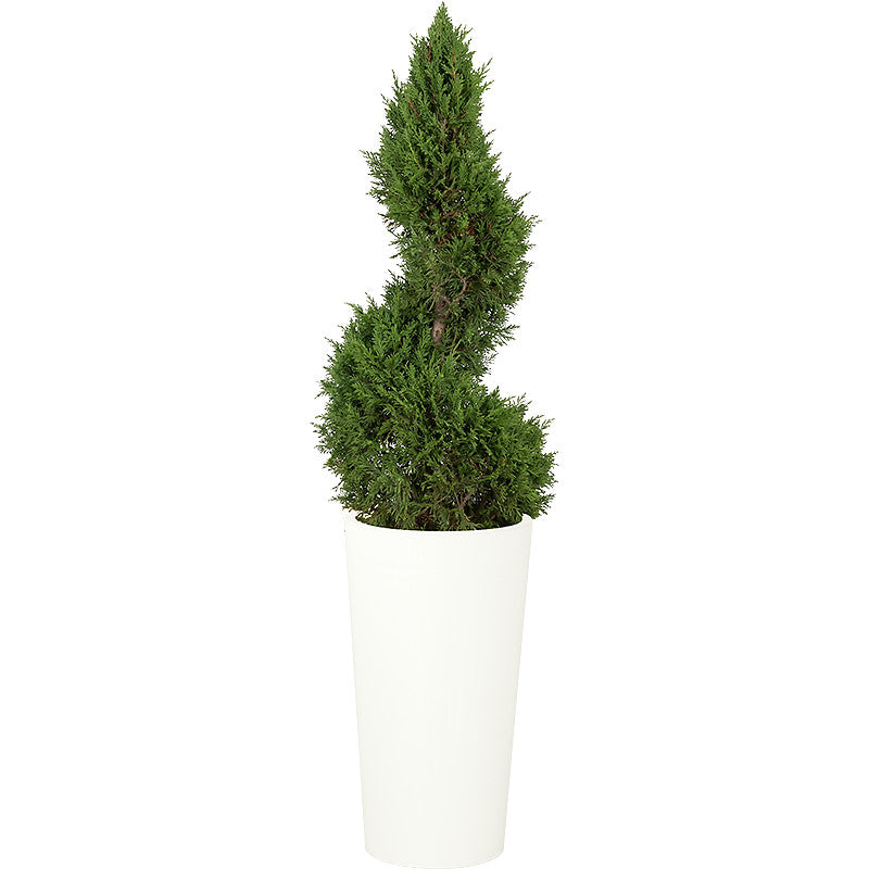 Cupressus Spirale - 150cm Ht