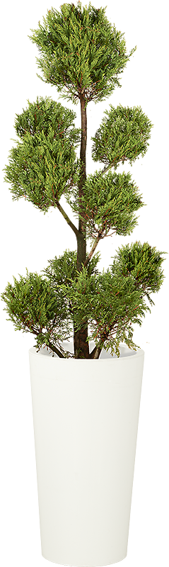 Cupressus Multiboule - 150cm Ht