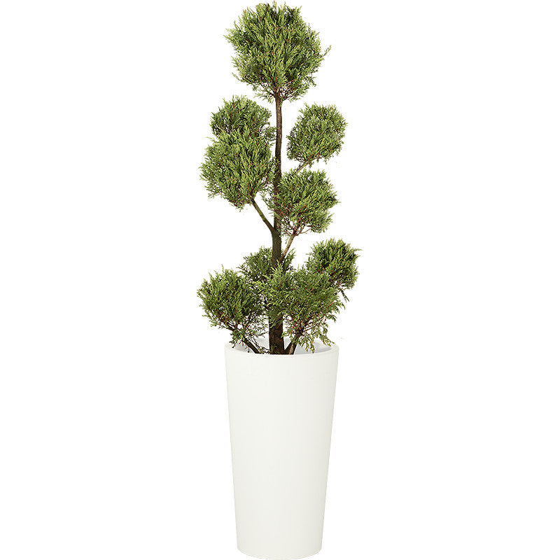 Cupressus Multiboule - 150cm Ht